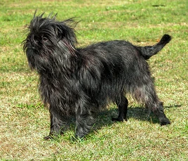 Affenpinscher