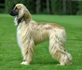 Afgahnischer Windhund