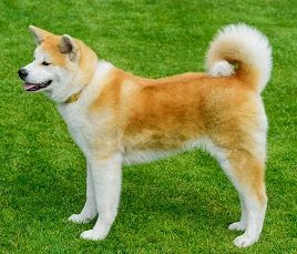 Akita