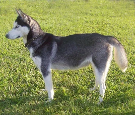 Alaskan Husky