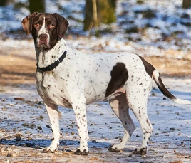 Altdänischer Vorstehhund