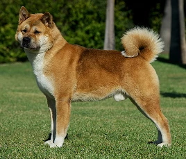 American Akita