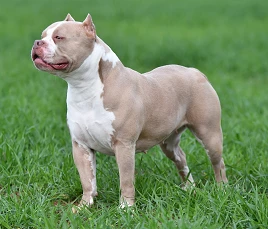 American Bully