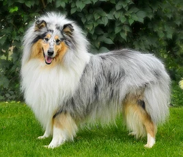 American Collie