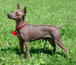 American Hairless Terrier