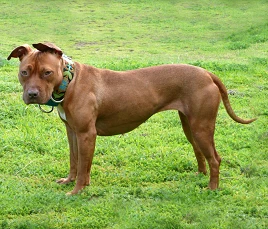 American Pit Bull Terrier