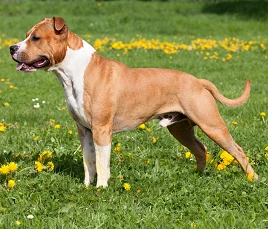 American Staffordshire Terrier