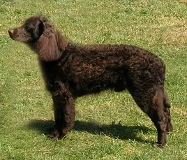 American Water Spaniel