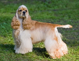 Amerikanischer Cocker Spaniel