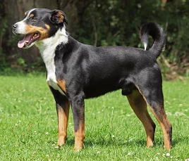 Appenzeller Sennenhund