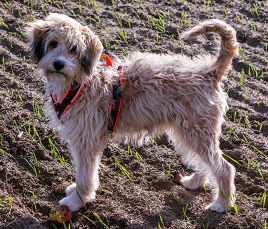 Aussiedoodle