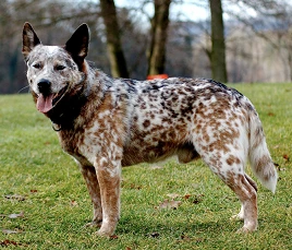 Australian Cattle Dog