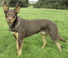 Australian Kelpie