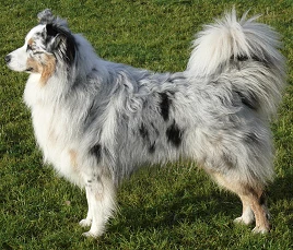 Australian Shepherd