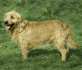 Basset fauve de Bretagne