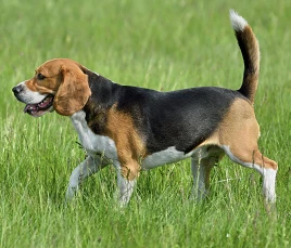 Beagle