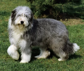 Bearded Collie