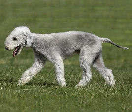 Bedlington Terrier