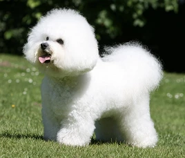 Bichon Frisé