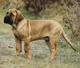 Boerboel