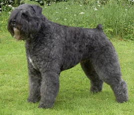 Bouvier des Flandres