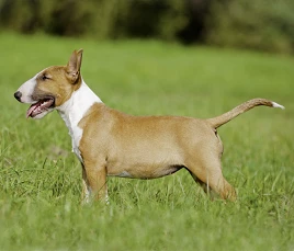 Bullterrier