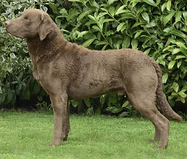 Chesapeake Bay Retriever