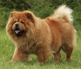 Chow-Chow