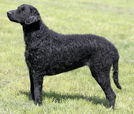 Curly Coated Retriever