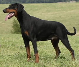 Dobermann