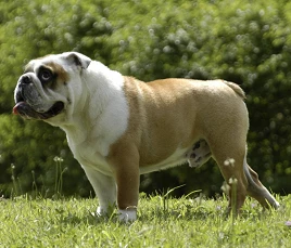 Englische Bulldogge