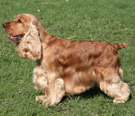 English Cocker Spaniel