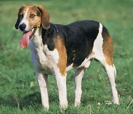 English Foxhound