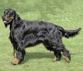 Gordon Setter