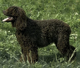 Irish Water Spaniel