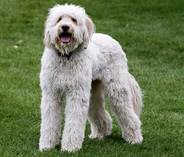 Labradoodle