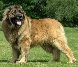 Leonberger