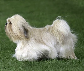 Lhasa Apso