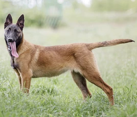 Malinois