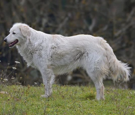 Maremmen Abruzzen Schäferhund