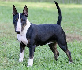 Miniature Bull Terrier