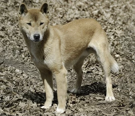 Neuguinea-Dingo