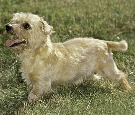 Norfolk Terrier