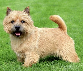 Norwich Terrier