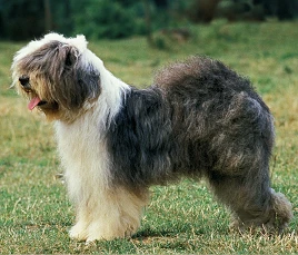 Old English Sheepdog