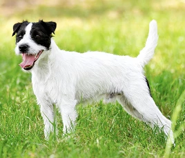 Parson Russell Terrier