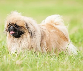 Pekingese