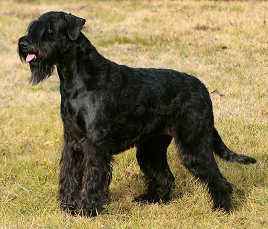 Riesenschnauzer