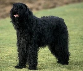 Russischer Schwarzer Terrier