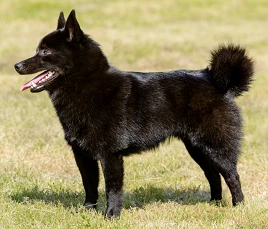 Schipperke